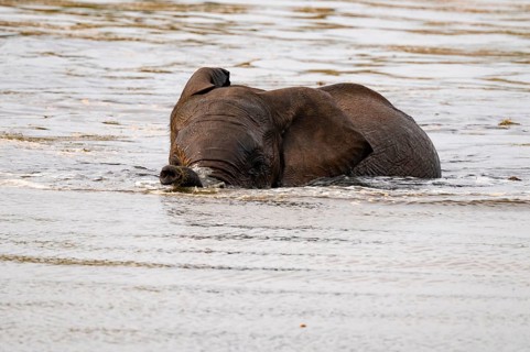African elephant (Loxodonta africana) swimming and bathing in the water, Addo Elephant National