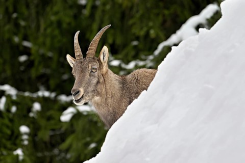 Alpine ibex (Capra ibex), in a snowy landscape, Captive, Switzerland