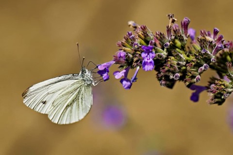 Rape white butterfly (Pieris napi) on the flower of catmint (Nepeta fassenii), Switzerland