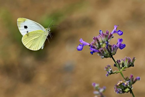 Small white (Pieris rapae), approaching the flower of catmint (Nepeta fassenii), Switzerland