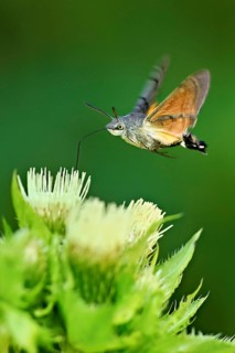 Dove's tail (Macroglossum stellatarum), flies on the flower of cabbage thistle (Cirsium oleraceum),