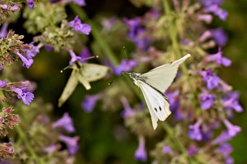 Rape white butterfly (Pieris napi) approaching the flower of catmint (Nepeta fassenii), Switzerland