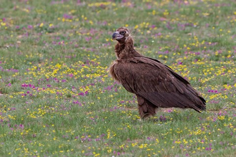 Black Vulture (Aegypius monachus), close-up, adult bird standing in yellow and purple flowering