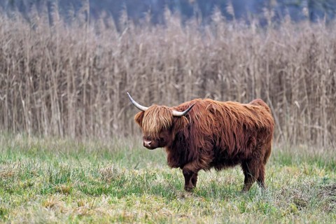 Highland cattle (Bos taurus), adult animal standing in a meadow, Reussspitz nature reserve,