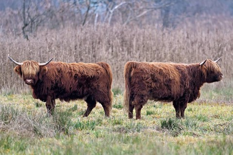 Two Highland cattle (Bos taurus), adult standing in a meadow, Reussspitz nature reserve,