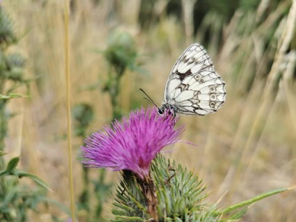 Close-up, A white checkerspot butterfly (melanargia galathea) on a purple thistle flower (carduus)