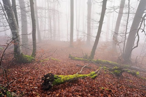 Moss-covered deadwood in foggy forest, Lägerngrat, Baden, Canton of Aargau, Switzerland