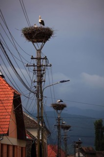 Storks in their stork nests in Cristian, German Grossau, a village in Sibiu County in Transylvania,