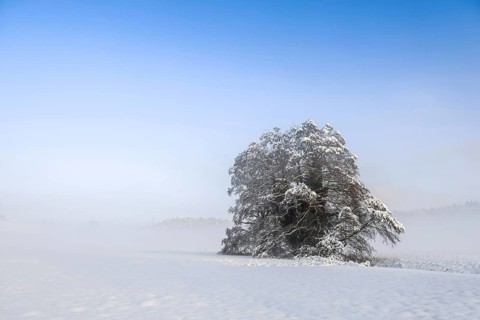 Single snow-covered tree in fog under blue sky, Stockach, Hegau, Konstanz district,