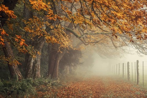 Autumnal chestnut trees (Aesculus hippocastanum) in the mist, with a path lined with orange and