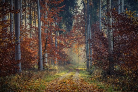 A trail in the forest with autumn colors and sunlight shining through the fog, Stockach, Hegau,