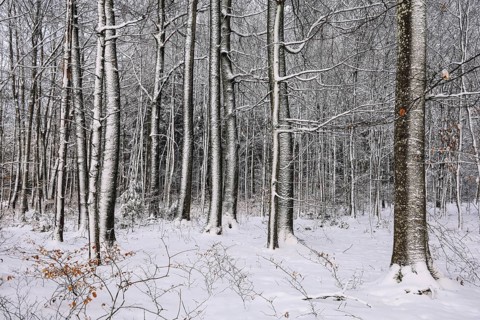 Snow-covered beech forest (Fagus sylvatica) in winter, the branches and trees are covered with snow
