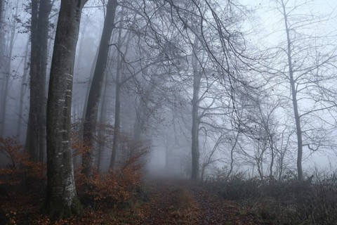 A mystical forest trail in thick fog, bare trees and autumnal atmosphere reinforce the mysterious