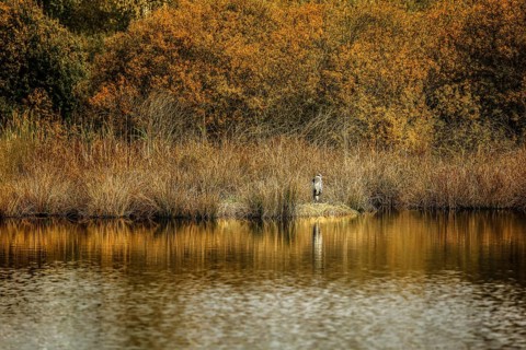 A grey heron (Ardea cinerea) stands at an autumnal lake, surrounded by golden trees and reeds,