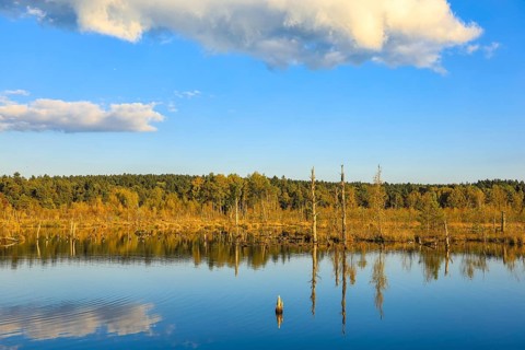 Calm lake with cloud reflection, surrounded by trees and covered with blue sky, Schwenninger moss