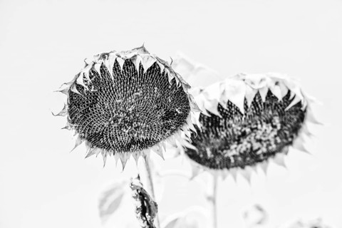 Faded sunflowers (Helianthus annus) in black and white