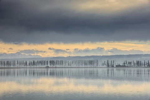 Lake Constance near Hegne under cloudy sky with poplar alley on the horizon, soft shades of yellow
