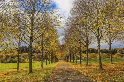 Tree-lined trail in autumn with yellow leaves and cloudy sky, Hofgut Dauenberg avenue,