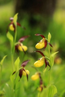 Close-up of yellow-brown orchid flowers (Cypripedium calceolus) in greenery with blurred