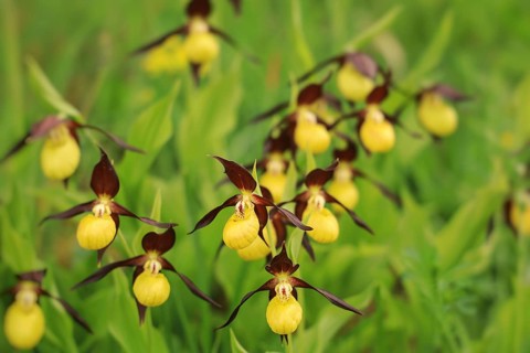 Yellow lady's slipper flowers (Cypripedium calceolus) with elegant shapes and green foliage in a