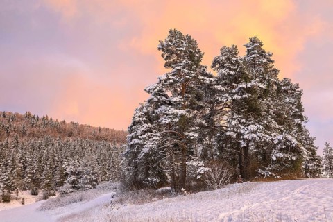 Snowy pine trees in a winter landscape at sunset under a pink-orange sky, Upper Danube nature park