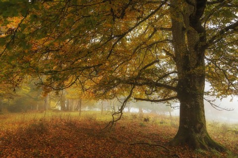 Autumn landscape with a large tree in fog surrounded by colorful foliage, Upper Danube nature park
