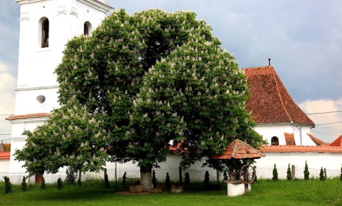 The Reformed Church in Lisznyo, Lisnau, with a blossoming chestnut tree in front, a historic