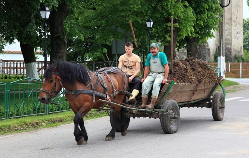Two men in Romania driving a carriage pulled by a cold-blooded horse. In rural regions of the