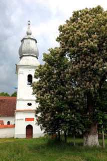 The Reformed Church in Lisznyo, Lisnau, with a blossoming chestnut tree in front, a historic