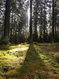 Light falls through tall trees and casts shadows on the moss-covered forest floor, hiking in the