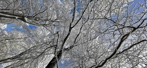 Snow-covered branches and clear sky in a cold winter landscape, hiking in the Frankenwald nature
