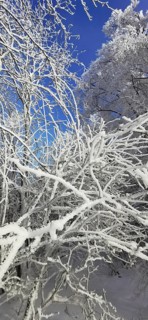 Snowy branches against a bright blue, clear winter sky, hiking in the Frankenwald nature park Park,