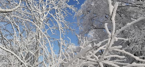 Snowy branches stretch out into the blue sky in a wintry scene, hiking in the Frankenwald nature