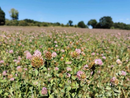Field full of pink clover (trifolium) under a clear blue sky on a sunny day, Franconian Forest