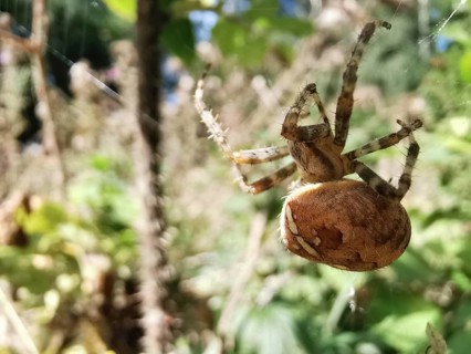 Cross spider (araneus) in a web in a natural environment in daylight, detailed and vividly