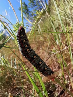 Colourful caterpillar of the spurge hawkmoth (hyles euphorbiae) on a green plant stem in nature,