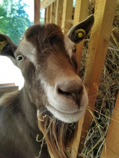Portrait of a goat (caprae) in a barn with hay, looking curiously, Franconian Forest nature park