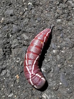 The red caterpillar of a puss moth (Cerura vinula) with white stripes crawls along an asphalt path,