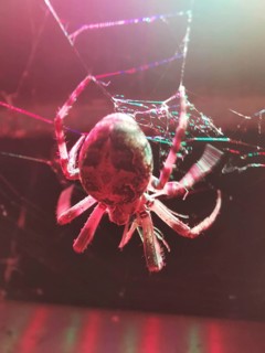 Close-up of a cross spider (araneus) in its web with pink and red light effects on a dark