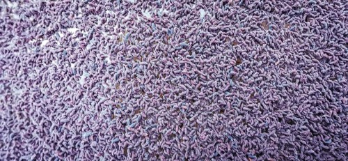 Close-up of a huge group of springtails (Poduromorpha) in a puddle in the forest, hiking in the