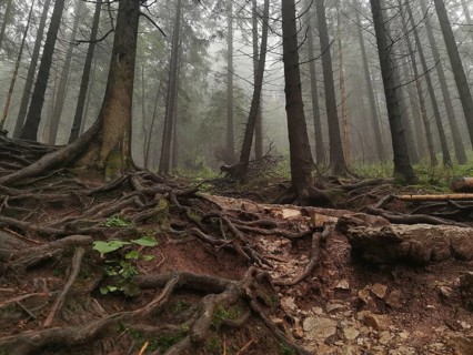 Forest with exposed roots and misty, mystical atmosphere, Zakopane, hiking to Kasprowy Wierch in