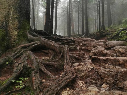 Trails with roots in the mystical foggy forest, Zakopane, hiking to Kasprowy Wierch in the High