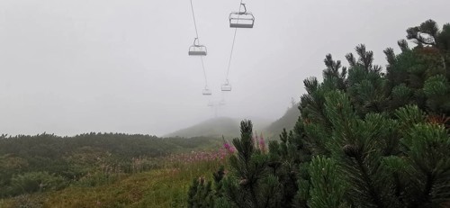 Misty mountain landscape with cable car and pine trees (pinus), Zakopane, hike to Kasprowy Wierch