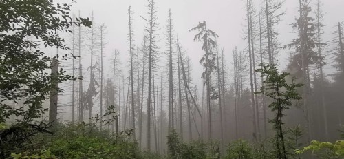 Dense foggy forest with bare trees and green vegetation, dead spruces (picea), climate change,