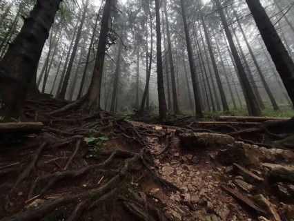 Mystical foggy forest with distinctive roots and rocky soil, Zakopane, hiking to Kasprowy Wierch in