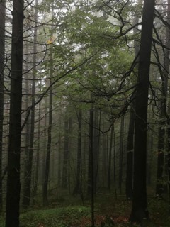 Dense forest with fog-covered trees and leaves, Zakopane, hiking to Kasprowy Wierch in the High