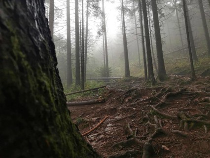 Dense forest with prominent tree trunks and roots in a mystical fog, Zakopane, hiking to Kasprowy