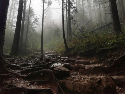 Mystical forest trail full of roots and stones in fog surrounded by tall trees, Zakopane, hiking to
