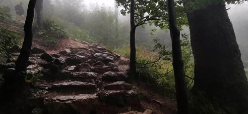 Rocky path in foggy forest surrounded by trees and moist soil, Zakopane, hiking to Kasprowy Wierch