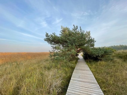 Footbridge through the reeds in the swamp area of the Western Pomerania Lagoon Area National Park,